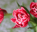 Тюльпан Коламбус (Tulipa Columbus) — фото 5