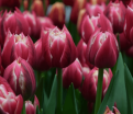 Тюльпан Коламбус (Tulipa Columbus) — фото 6