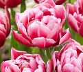 Тюльпан Коламбус (Tulipa Columbus) — фото 7
