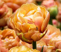 Тюльпан Коппер Имэдж (Tulipa Copper Image) — фото 2