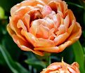 Тюльпан Коппер Имэдж (Tulipa Copper Image) — фото 3
