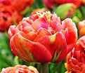 Тюльпан Коппер Имэдж (Tulipa Copper Image) — фото 5