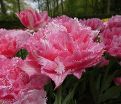 Тюльпан Криспион Свит (Tulipa Crispion Sweet) — фото 2