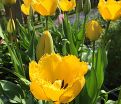 Тюльпан Кристал Стар (Tulipa Crystal Star) — фото 5