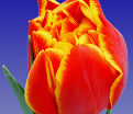 Тюльпан Кроссфаер (Tulipa Crossfire) — фото 3