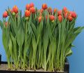 Тюльпан Кроссфаер (Tulipa Crossfire) — фото 4