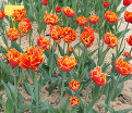 Тюльпан Кроссфаер (Tulipa Crossfire) — фото 5