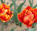 Тюльпан Кроссфаер (Tulipa Crossfire) — фото 6