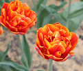 Тюльпан Кроссфаер (Tulipa Crossfire) — фото 7