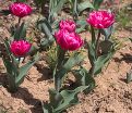 Тюльпан Куин оф Марвел (Tulipa Queen of Marvel) — фото 2