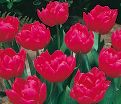 Тюльпан Куин оф Марвел (Tulipa Queen of Marvel) — фото 3