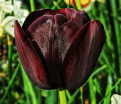 Тюльпан Куин оф Найт (Tulipa Queen of Night) — фото 2