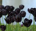 Тюльпан Куин оф Найт (Tulipa Queen of Night) — фото 3