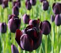 Тюльпан Куин оф Найт (Tulipa Queen of Night) — фото 4