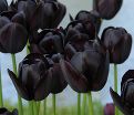 Тюльпан Куин оф Найт (Tulipa Queen of Night) — фото 7