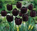 Тюльпан Куин оф Найт (Tulipa Queen of Night) — фото 12