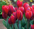 Тюльпан Кулёр Кардиналь (Tulipa Couleur Cardinal) — фото 2