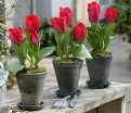 Тюльпан Кулёр Кардиналь (Tulipa Couleur Cardinal) — фото 3