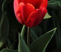 Тюльпан Кулёр Кардиналь (Tulipa Couleur Cardinal) — фото 4