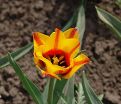 Тюльпан Кэйп Коуд (Tulipa Cape Cod) — фото 3