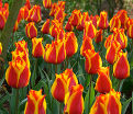 Тюльпан Кэйп Коуд (Tulipa Cape Cod) — фото 5