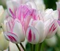 Тюльпан Кэнди Клаб (Tulipa Candy Club) — фото 3