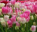 Тюльпан Кэнди Клаб (Tulipa Candy Club) — фото 5