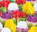 Тюльпан Кэнди Лав (Tulipa Candy Love) — фото 4