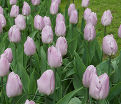 Тюльпан Кэнди Принц (Tulipa Candy Prince) — фото 2