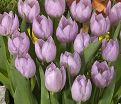 Тюльпан Кэнди Принц (Tulipa Candy Prince) — фото 4