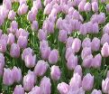 Тюльпан Кэнди Принц (Tulipa Candy Prince) — фото 6
