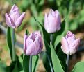 Тюльпан Кэнди Принц (Tulipa Candy Prince) — фото 8