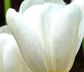 Тюльпан Кэтрин (Tulipa Catherina) — фото 2