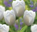 Тюльпан Кэтрин (Tulipa Catherina) — фото 4