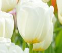 Тюльпан Кэтрин (Tulipa Catherina) — фото 6