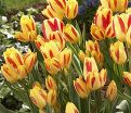 Тюльпан Ла Куртин (Tulipa La Courtine) — фото 3