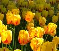 Тюльпан Ла Куртин (Tulipa La Courtine) — фото 4