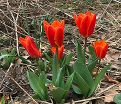 Тюльпан Лав Сонг (Tulipa Love Song) — фото 2