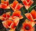 Тюльпан Лав Сонг (Tulipa Love Song) — фото 3
