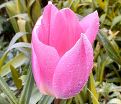 Тюльпан Лайт энд Дрими (Tulipa Light and Dreamy) — фото 3