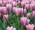 Тюльпан Лайт энд Дрими (Tulipa Light and Dreamy) — фото 5