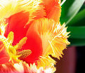 Тюльпан Ламбада (Tulipa Lambada) — фото 3