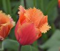 Тюльпан Ламбада (Tulipa Lambada) — фото 4