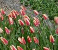 Тюльпан Лейт Спринг Сюрпрайз (Tulipa Late Spring Surprise) — фото 2