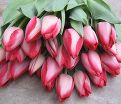 Тюльпан Лейт Спринг Сюрпрайз (Tulipa Late Spring Surprise) — фото 3