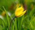 Тюльпан лесной (Tulipa sylvestris) — фото 6