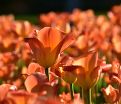 Тюльпан Либерейшн (Tulipa Liberation) — фото 2