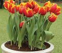Тюльпан Либерейшн (Tulipa Liberation) — фото 3