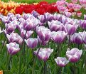 Тюльпан Либрие (Tulipa Librije) — фото 3
