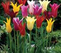 Тюльпан лилиецветный Микс (Tulipa Lily Flowering Mix) — фото 2